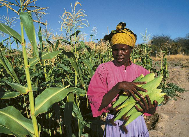 File:Zimbabwe_Maisitõlvikuid korjav farmitööline.jpg